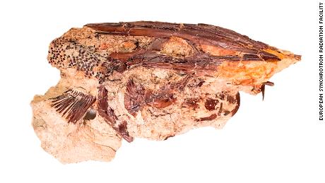 Pesce pala dal sito fossile di Tanis. 