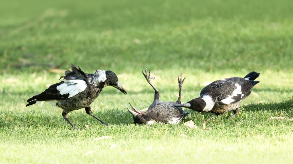 "Gli uccelli ci battono": le gazze lavorano insieme per dare agli scienziati la planata