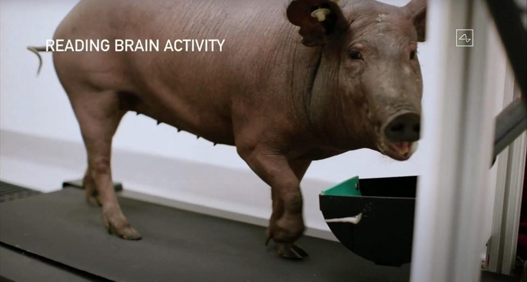 Neuralink risponde alle accuse di trattamento disumano durante gli esperimenti sugli animali