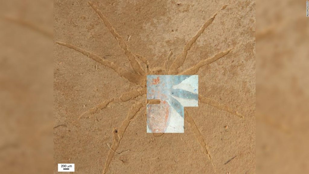 Gli scienziati rivelano il segreto di come si formano i fossili di ragno