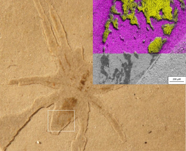 Fossile del ragno Aix-en-Provence con diatomee