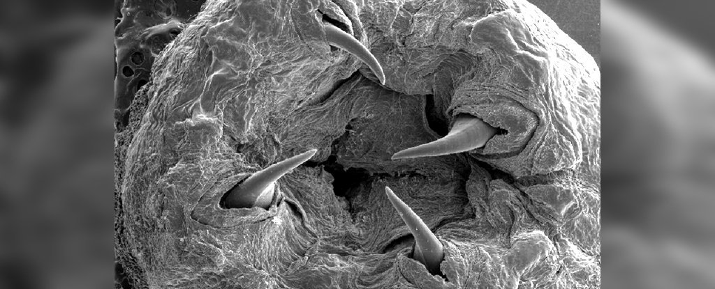 Finalmente sappiamo come il bloodworm da incubo fa crescere le zanne di metallo