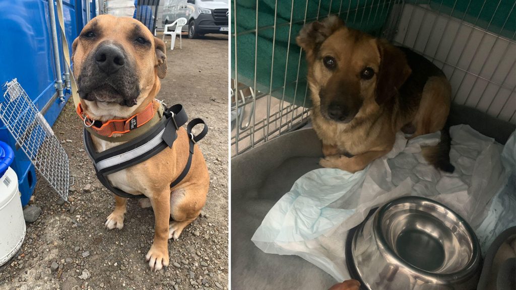 Un ente di beneficenza per animali afferma che oltre 100 cani da rifugio sopravvissuti alla fame nell'Ucraina devastata dalla guerra si sono trasferiti al confine con la Polonia