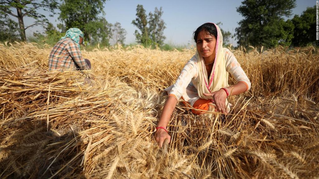 Il grano indiano stava alleviando la crisi alimentare.  Poi le esportazioni sono state vietate