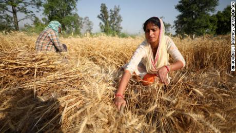L'India si è offerta di aiutare a risolvere la crisi alimentare globale.  Ecco il motivo del suo declino