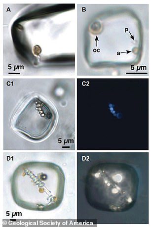 Microrganismi in singole inclusioni di fluidi primari nell'alite della Formazione Brown, Australia centrale