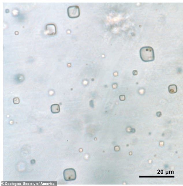 I ricercatori hanno scoperto minuscoli resti di vita procariotica e alghe all'interno di un cristallo di alite della Formazione Brown di 830 milioni di anni nell'Australia centrale.  Nella foto: inclusioni liquide in alite con microrganismi
