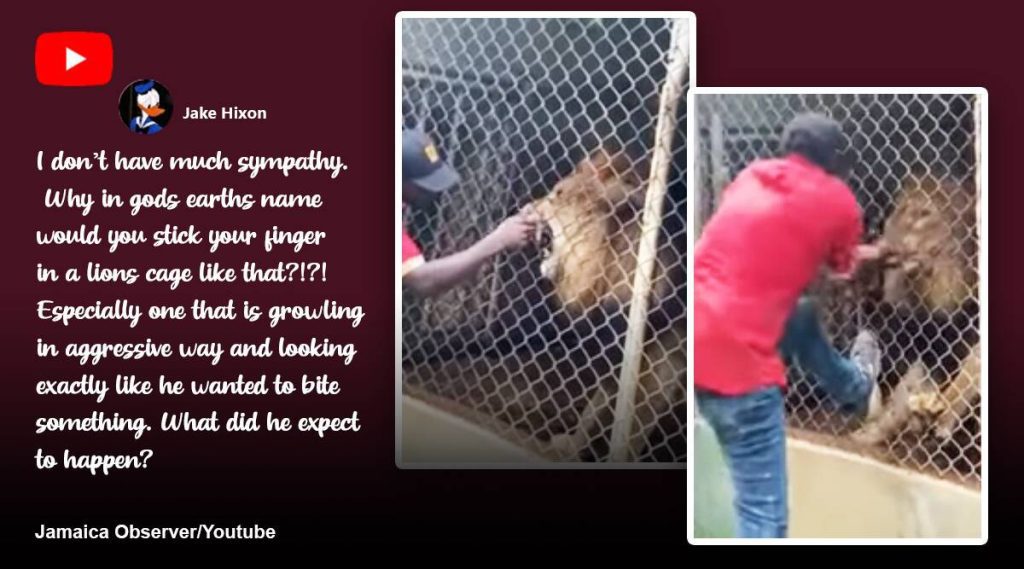 Catturato dalla telecamera: i visitatori osservano un leone scioccato mentre morde il dito di un uomo allo zoo della Giamaica