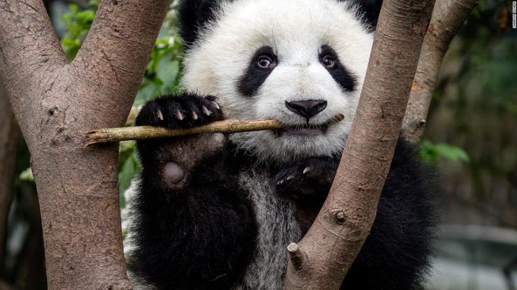I panda hanno sviluppato la loro caratteristica più sconcertante almeno 6 milioni di anni fa