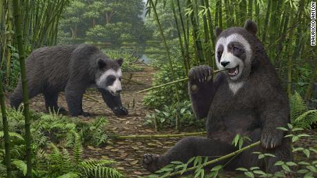 Nella foto è raffigurata la ricostruzione artistica dell'antenato del panda gigante Ailurarctos dal sito fossile di Shuitangba nello Yunnan, in Cina.