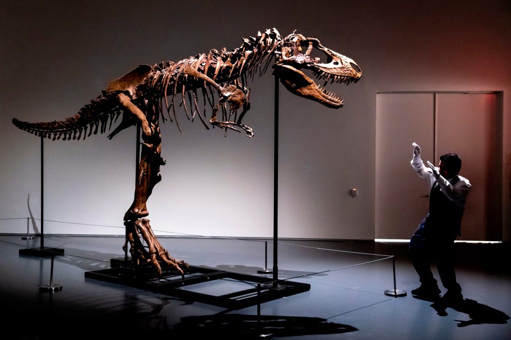 Un dipendente di Sotheby's a New York mostra le dimensioni di uno scheletro di Gorgosauro, il primo ad essere messo all'asta.