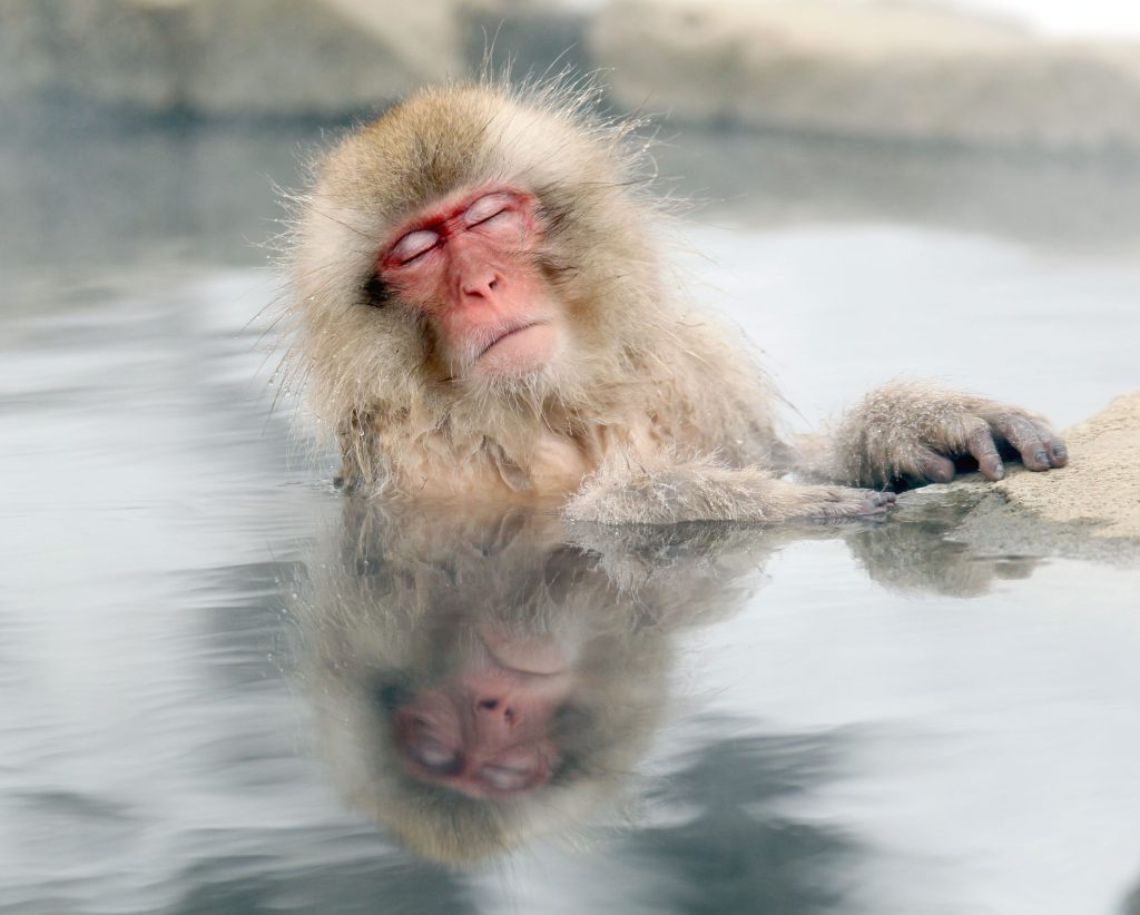 Una città giapponese è attaccata da scimmie violente: sono molto intelligenti