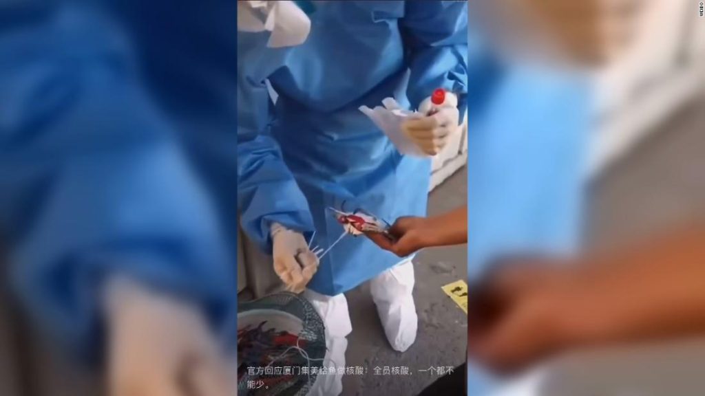 Cina Zero-Covid: Xiamen strisci di frutti di mare appena catturati per il coronavirus