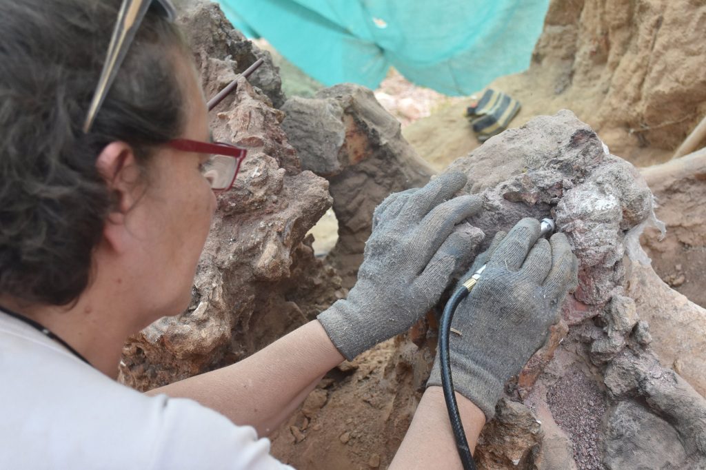 I ricercatori conserveranno e documenteranno i fossili e continueranno i lavori di scavo nel sito il prossimo anno. 