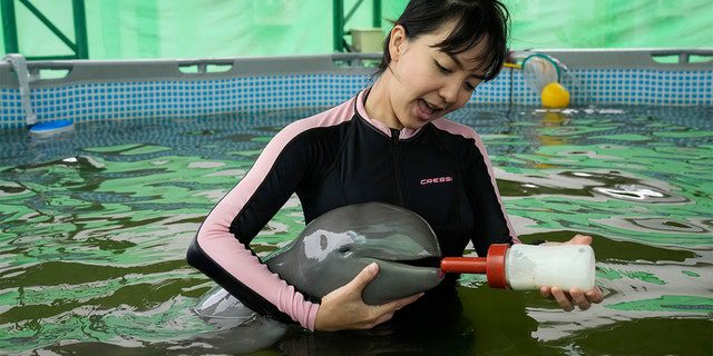 Il volontario Thibonyar Thipguntar nutre un cucciolo di delfino chiamato Paradon con il latte presso il Centro di ricerca e sviluppo delle risorse marine e costiere nella provincia thailandese di Rayong orientale, venerdì 26 agosto 2022. 