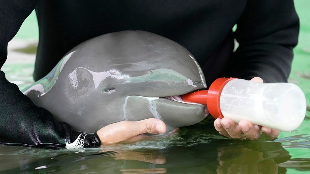 Un delfino malato con una "bassa" possibilità di sopravvivenza viene curato fino a quando non si riprende in Thailandia.