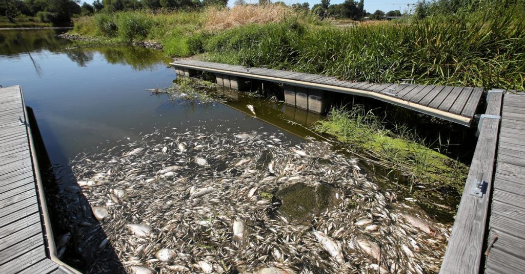 Germania e Polonia cercano la causa della morte di massa dei pesci nel fiume Oder