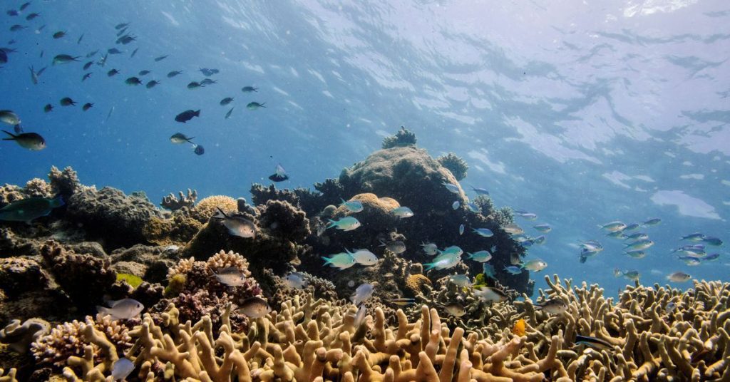 Parti della Grande Barriera Corallina australiana mostrano la copertura corallina più alta degli ultimi 36 anni