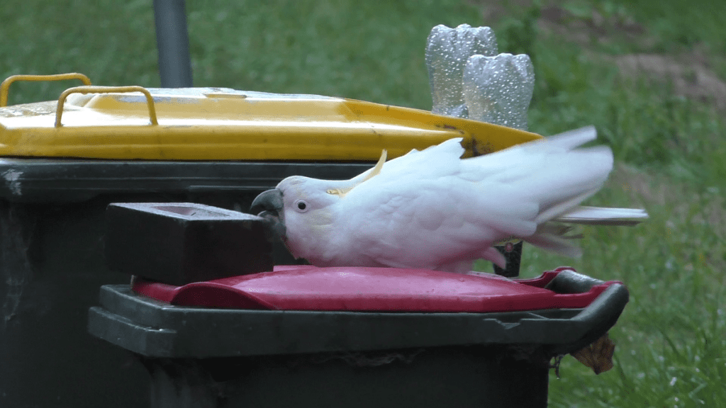 Umani e pappagalli in una "corsa agli armamenti" sulla spazzatura a Sydney