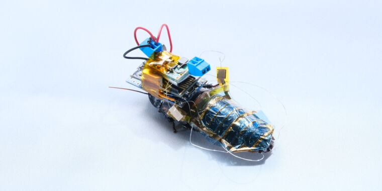I ricercatori creano scarafaggi cyborg che trasportano i propri raggi di energia