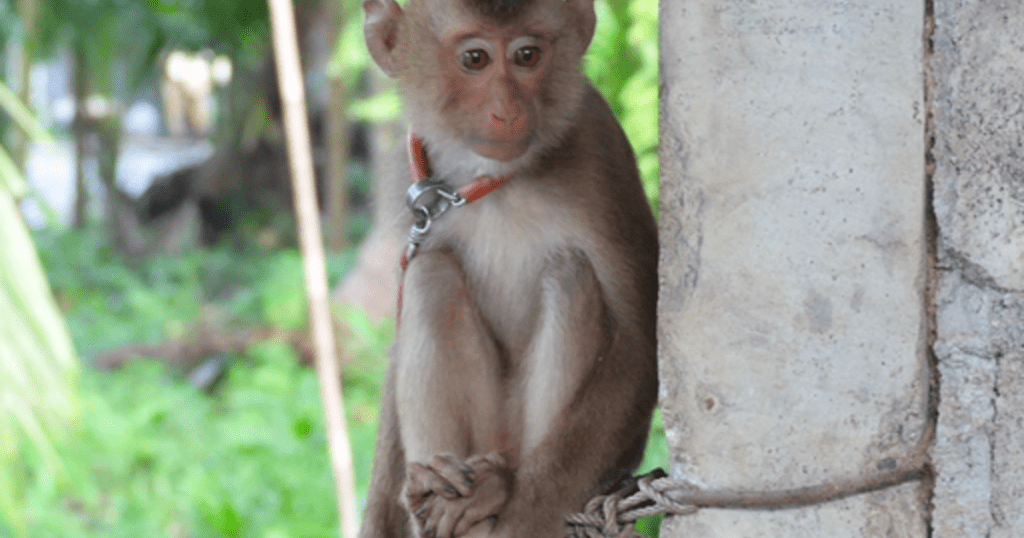 HelloFresh è accusato di aver usato latte di cocco ottenuto dal business delle scimmie