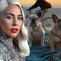 I Dognappers hanno accusato Lady Gaga di tentato omicidio e rapina