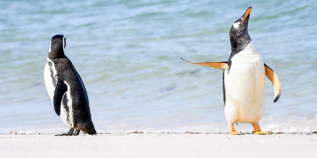 Jennifer Hadley "Parla con la flapper!" L'immagine ha ricevuto un Affinity Photo 2 People's Choice Award ai Comedy Wildlife Photography Awards 2022. L'immagine mostra un pinguino Gentoo che apparentemente ignora un altro pinguino con la sua pinna svettante nelle Isole Falkland.