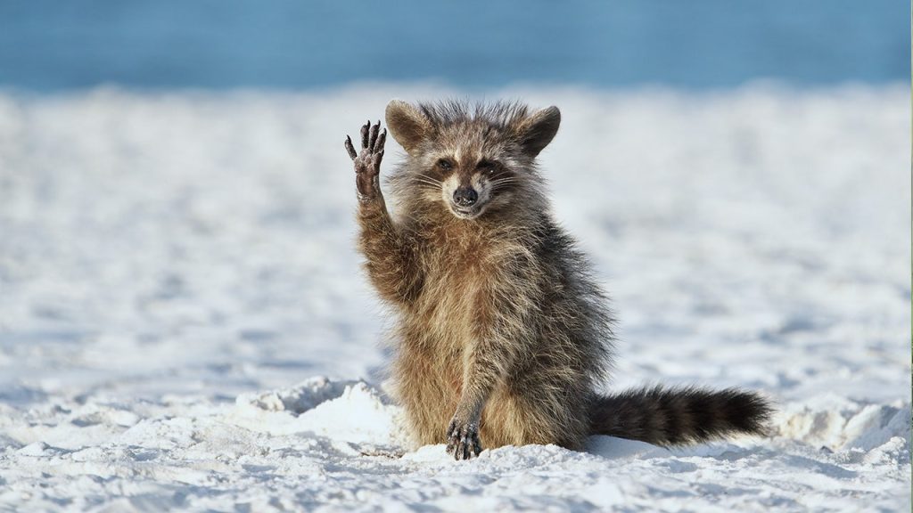 I Comedy Wildlife Photography Awards selezionano le foto di animali più divertenti del 2022: guarda gli scatti vincitori